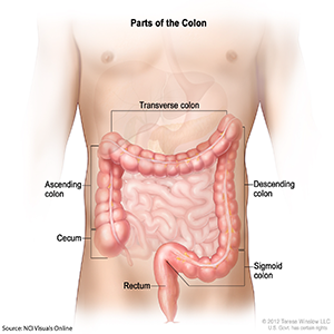 Parts of the colon