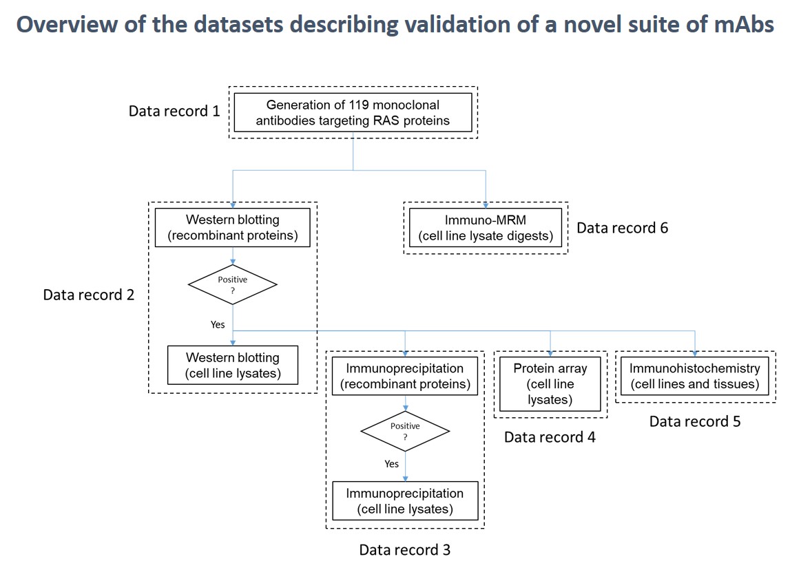 Workflow of Antibody Characterization